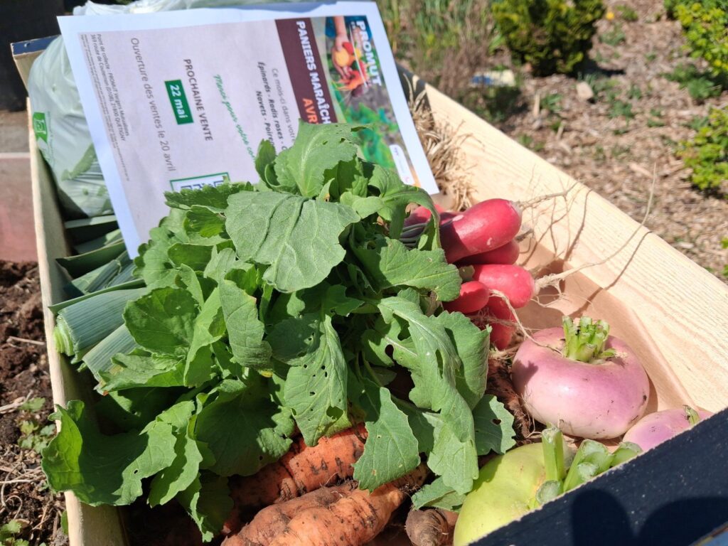 produits maraichage PROMUT quetigny semu. panier avec radis, salade, carotes, patates