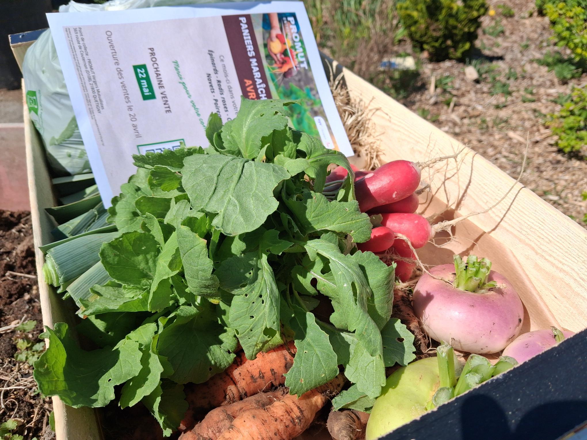 produits maraichage PROMUT quetigny semu. panier avec radis, salade, carotes, patates. paniers maraîchers bio en Côte-d’Or